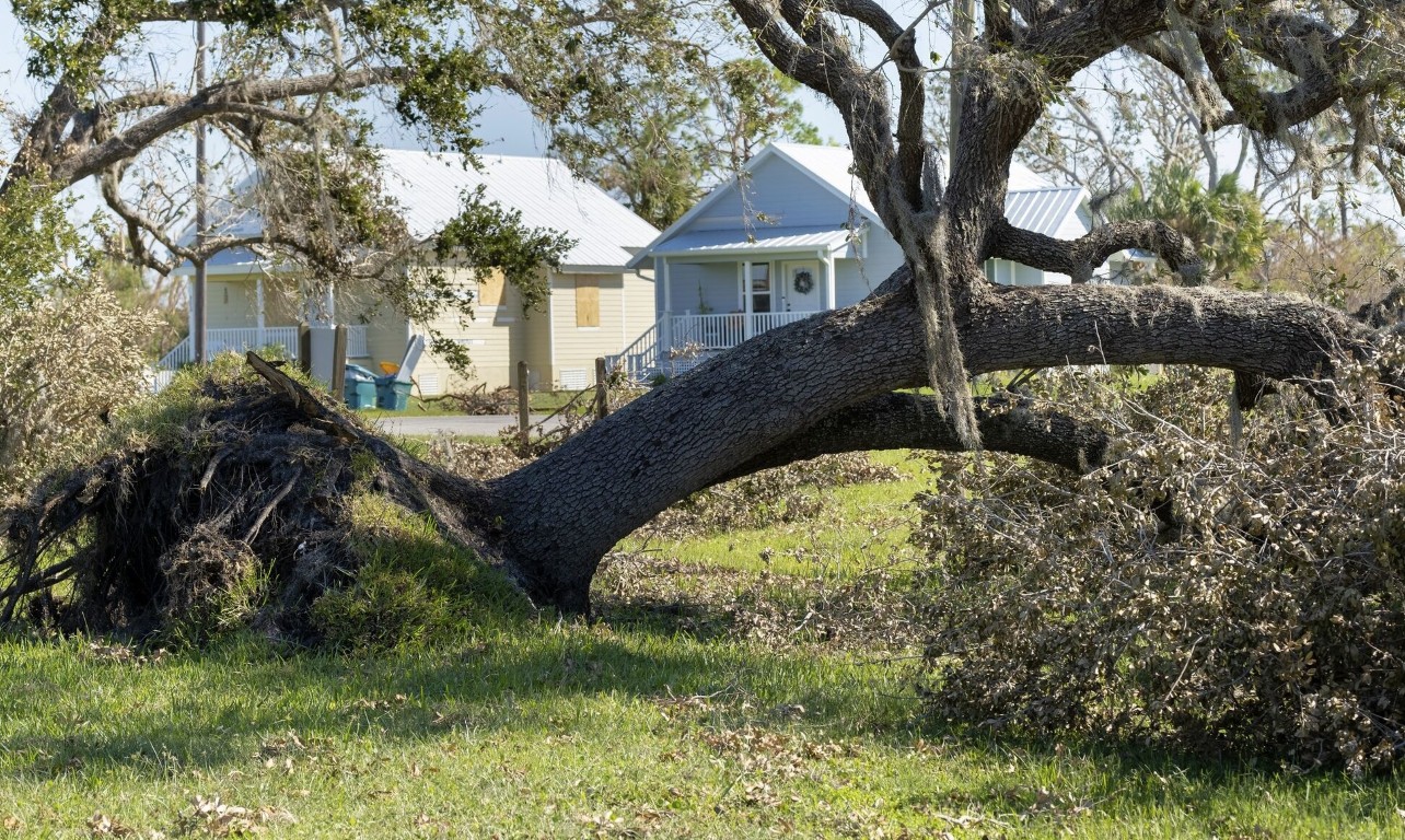 Emergency tree removal for fallen tree near residential home in Lakewood, CA