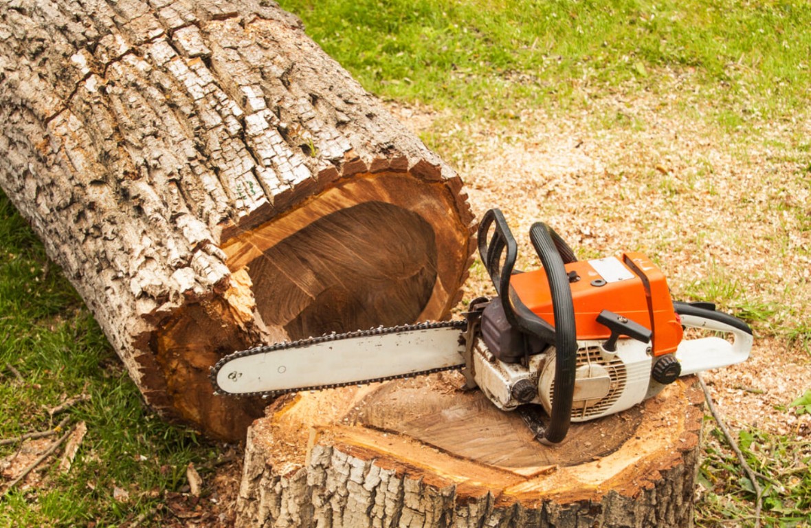 Professional tree removal service with chainsaw in Lakewood, CA