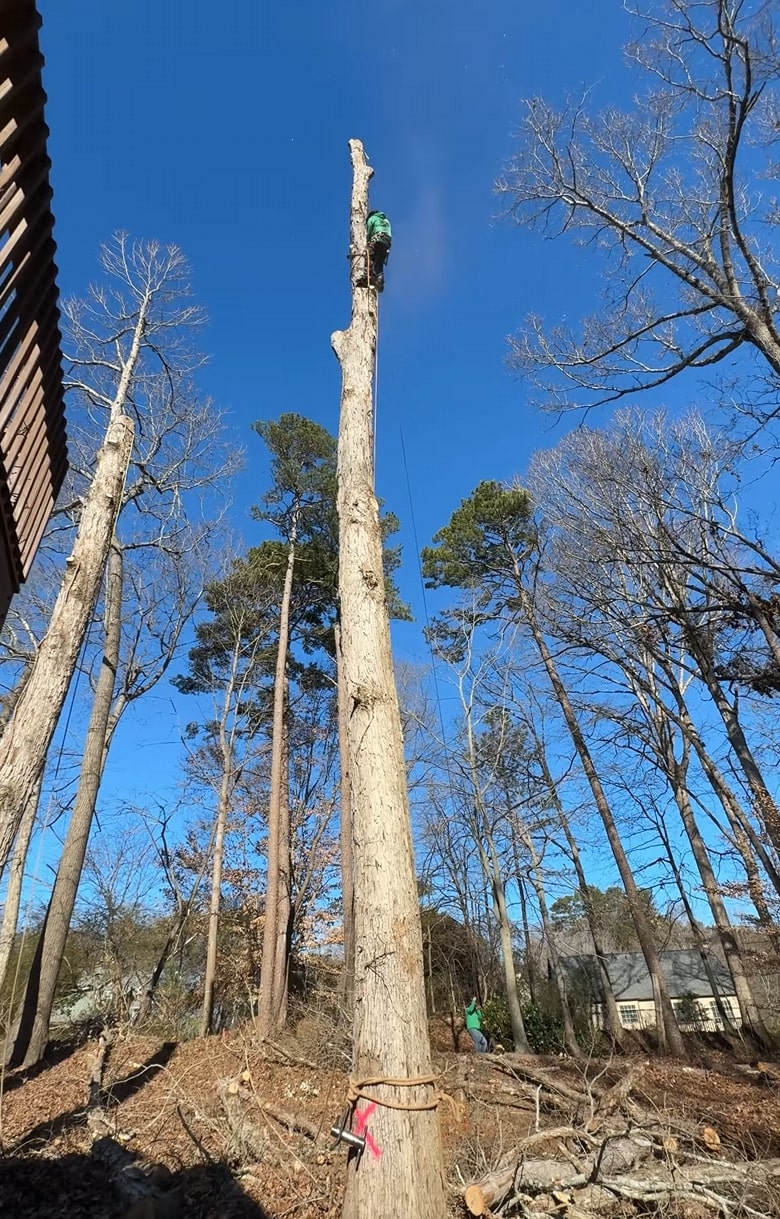 Professional tree removal service in Lakewood, CA
