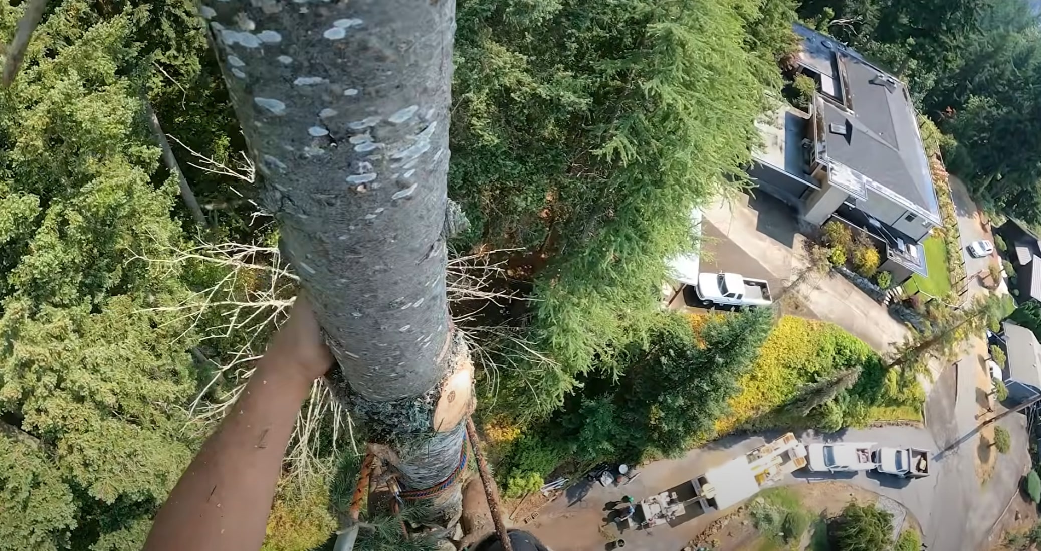 Arborist consulting services for residential tree care in Lakewood, CA